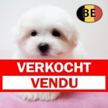 Maltezer 011125 F (BE9849) 090126 Verkocht - Vendu.jpg