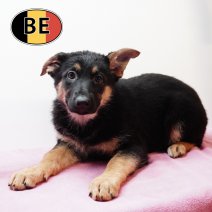 Duitse Herder 021125 F (BE0928) 160126.JPG