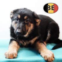 Duitse Herder 021125 M (BE1181) 160126.JPG