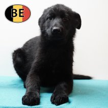 Duitse Herder 021125 M (BE6839) 160126.JPG