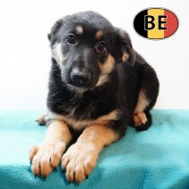 Duitse Herder 021125 M (BE6840) 160126.JPG