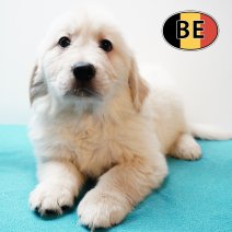 Golden Retriever 131125 M (BE4526) 160126.JPG