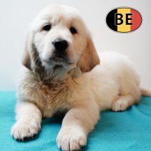 Golden Retriever 131125 M (BE4616) 160126.JPG