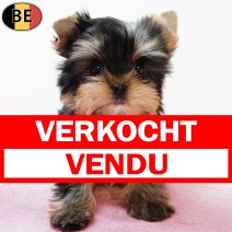 Yorkshire Terrier 251025 F(BE1604) 070126 verkocht - vendu.jpg