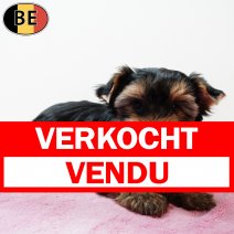Yorkshire Terrier 261025 F(BE0411) 070126 verkocht - vendu.jpg