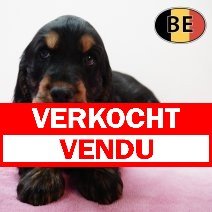 Engelse Cocker 171125 F(BE3221)  140126 verkocht - vendu.jpg