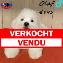 Pomapoo Olaf 240625 M(SK8928) 050126 verkocht - vendu.jpg
