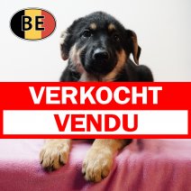 Duitse Herder 021125 F (BE0981) 160126 verkocht - vendu.jpg