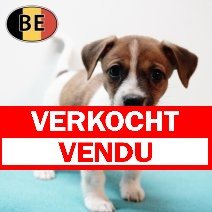 Jack Russell 141125 M (BE1124) 090126 verkocht - vendu.jpg