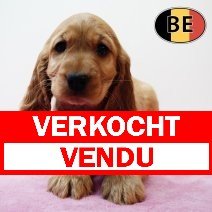 Engelse Cocker 161125 F(BE2007)  140126 verkocht - vendu.jpg