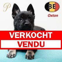 Schipperke 161125 Oxton (BE1258) 090126 verkocht - vendu.jpg