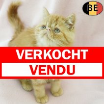 Exotic Shorthair 131025 F(BE1208) 180126 verkocht - vendu.jpg