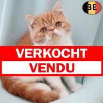 Exotic Shorthair 131025 M(BE1244) 180126 verkocht - vendu.jpg