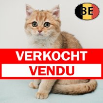 British shorthair 090925 M (BE1108) 160126 verkocht - vendu.jpg