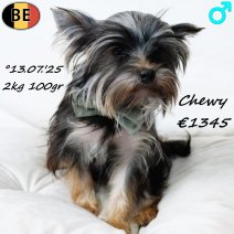 Yorkshire Terrier Toy Chewy 130725 M(BE0843) 180126.jpg