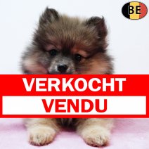 Keesje 061125 F(BE9939) 070126 verkocht - vendu.jpg