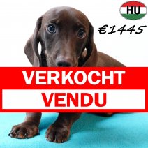 Teckel 280825 M(HU8531) 201225 verkocht - vendu.jpg