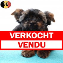 Yorkshire Terrier 251025 M(BE5941) 070126 verkocht - vendu.jpg