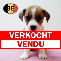 Jack Russell 141125 F (BE1112) 090126 verkocht - vendu.jpg