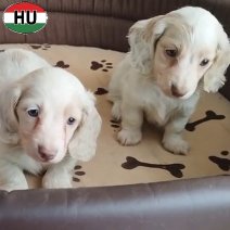 Teckel Langhaar creme-wit (HU) beschikbaar bij ons 100326.jpg