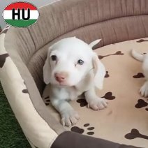 Teckel Korthaar creme-wit (HU) beschikbaar bij ons 100326.jpg