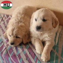 Golden Retriever pups M(HU) beschikbaar op 100326.jpg