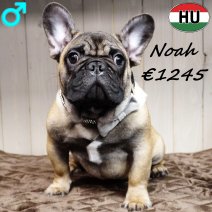 Franse Bulldog Noah 260625 M(HU3427) 241225..jpg