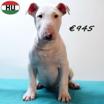 Bull Terrier 040925 M(HU8542) 201225..jpg
