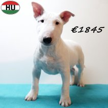 Mini Bull Terrier 010925 M(HU7251) 201225..jpg
