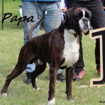 Papa van de Boxer pups (HU) .jpg