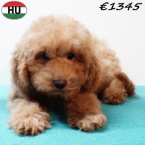 Poedel 290825 M(HU8533) 201225..jpg