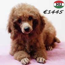 Poedel 290825 F(HU8534) 201225..jpg