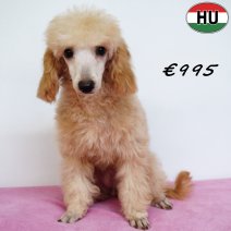 Poedel 020825 F (HU7232) 030126..jpg