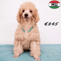 Poedel 020825 M(HU7229) 151225..jpg