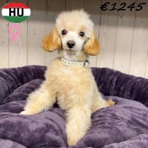 Poedel 020825 F(HU7230) 050126..jpg