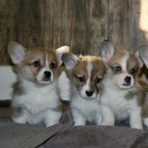 Welsh corgi (HU) af te halen rond 100326 (1).jpg
