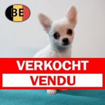 Chihuahua 291025 M (BE1924) 311225 Verkocht - Vendu.jpg