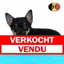 chihuahua M 281025 (BE1136) 120126 Verkocht - Vendu.jpg