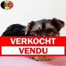 Yorkshire Terrier 221025 F(BE4251) 261225 Verkocht - Vendu.jpg