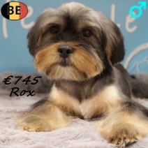Shorkie (Shih Tzu X York) Rox 280825 M(BE4978) 200126.jpg