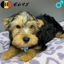 Yorkshire Terrier 221025 M(BE4895) 200126.jpg