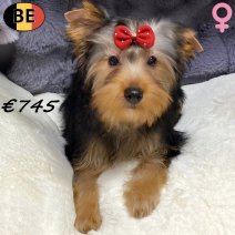 Yorkshire Terrier 240925 F(BE0850) 200126.jpg