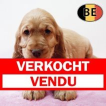 Engelse Cocker 161125 F(BE9455)  140126 Verkocht - Vendu.jpg