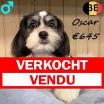 Lhasa Apso Oscar 160625 M(BE7003) 190126 Verkocht - Vendu.jpg