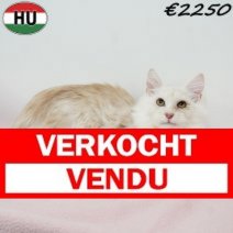 Maine Coon 010825 F(HU7352) 191125 Verkocht - Vendu.jpg