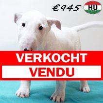 Bull Terrier 040925 M(HU8546) 201225 verkocht - vendu.jpg