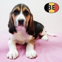 Beagle 251125 F (BE0989) 210126.JPG