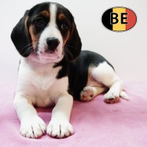 Beagle 251125 F (BE7020) 210126.JPG