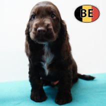 Engelse Cocker 171125 M (BE1619) 210126.JPG