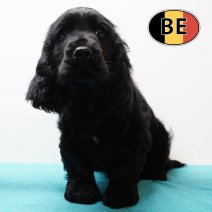 Engelse Cocker 171125 M (BE2208) 210126.JPG